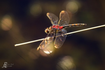 RHO_0004_Libellen_6453