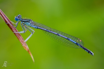 RHO_0006_Libellen_9565
