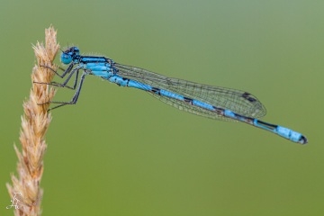 RHO_0007_Libellen_0805