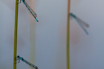 RHO_0008_Libellen_0807