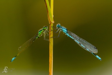 RHO_0009_Libellen_