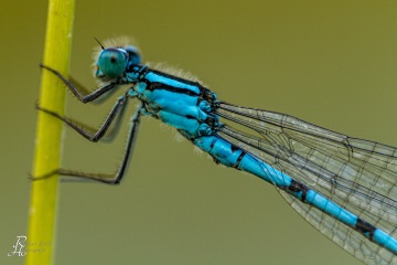 RHO_0010_Libellen_0887