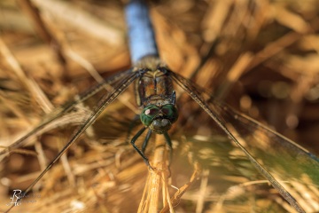 RHO_0011_Libellen_1054