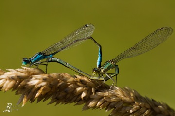 RHO_0012_Libellen_1090