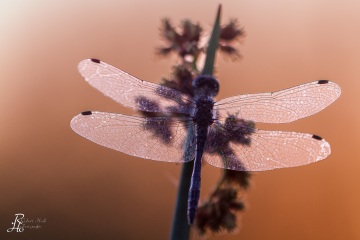 RHO_0013_Libellen_4619