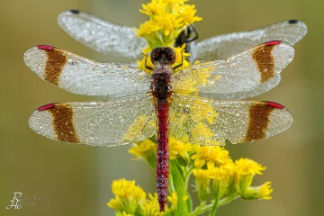 RHO_0017_Libellen_4657