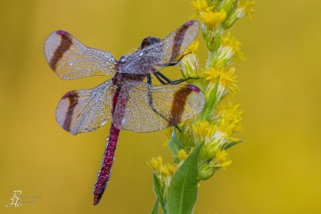 RHO_0019_Libellen_4681