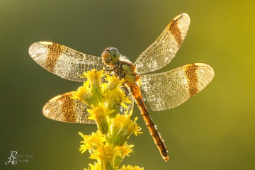 RHO_0020_Libellen_4691