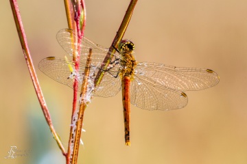 RHO_0024_Libellen_5534