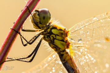 RHO_0025_Libellen_5541