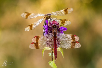 RHO_0027_Libellen_5577