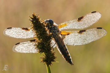 RHO_0028_Libellen_0192