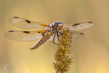 RHO_0029_Libellen_0227