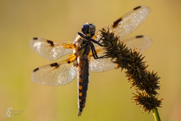 RHO_0030_Libellen_0240