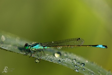 RHO_0031_Libellen_2048