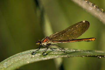RHO_0032_Libellen_2077