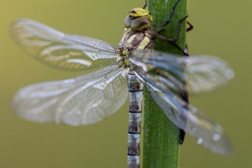RHO_0033_Libellen_2079