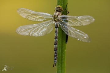 RHO_0034_Libellen_2086