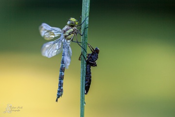 RHO_0035_Libellen_2112