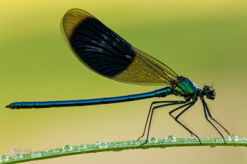 RHO_0036_Libellen_2189