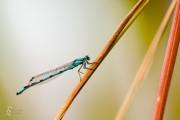 RHO_0039_Libellen_3872