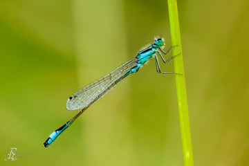 RHO_0040_Libellen_3887
