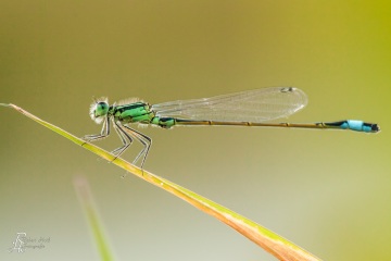 RHO_0041_Libellen_3897