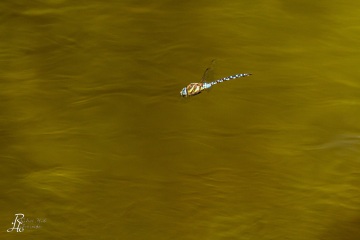 RHO_0042_Libellen_3716
