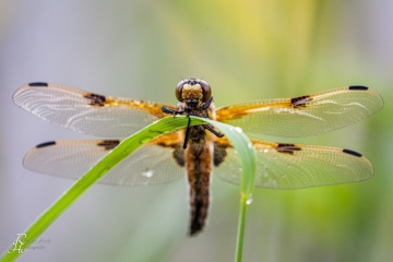 RHO_0043_Libellen_9930