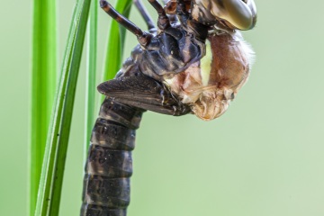 RHO_0044_Libellen_0519