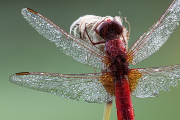 RHO_0045_Libellen_4274