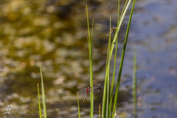 RHO_0046_Libellen_2924