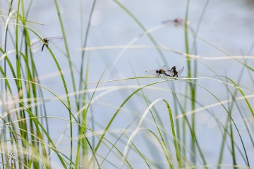 RHO_0047_Libellen_2944