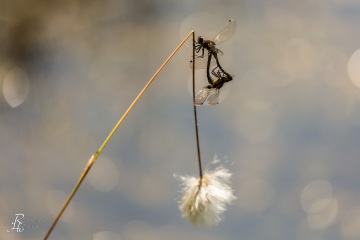 RHO_0048_Libellen_2991