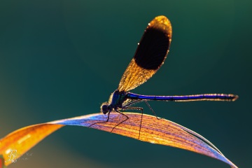 RHO_0049_Libellen_8288