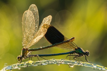 RHO_0051_Libellen_8514