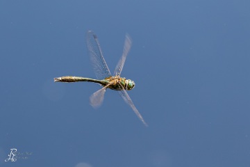 RHO_0052_Libellen_9515