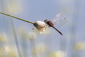 RHO_0053_Libellen_9756