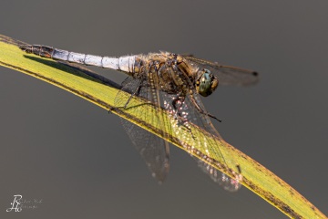 RHO_0054_Libellen_2175