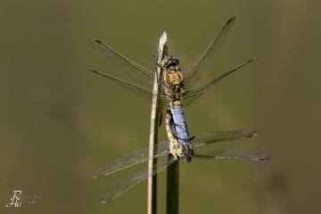 RHO_0055_Libellen_2217