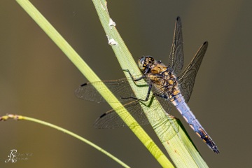 RHO_0056_Libellen_2235
