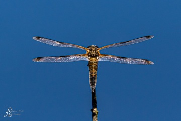 RHO_0058_Libellen_2711