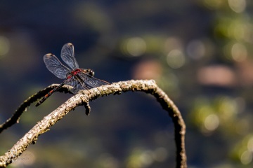 RHO_0060_Libellen_2776