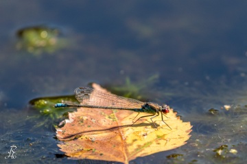 RHO_0061_Libellen_2823