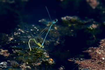 RHO_0062_Libellen_2866