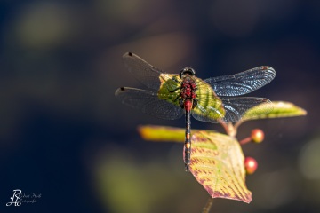 RHO_0064_Libellen_2894