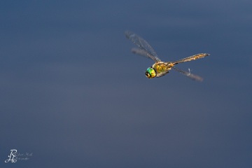 RHO_0065_Libellen_3079