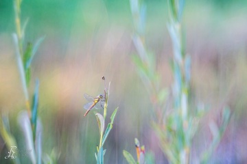 RHO_0066_Libellen_4566