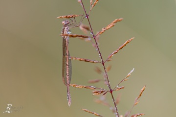 RHO_0067_Libellen_4861