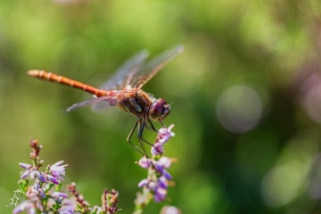 RHO_0068_Libellen_5624